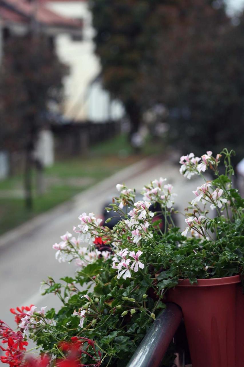 Apartment Kapetanovic Bosanski Samac エクステリア 写真